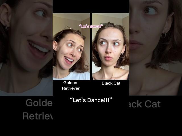 #pov The black cat & golden retriever duo: “let’s dance!”…