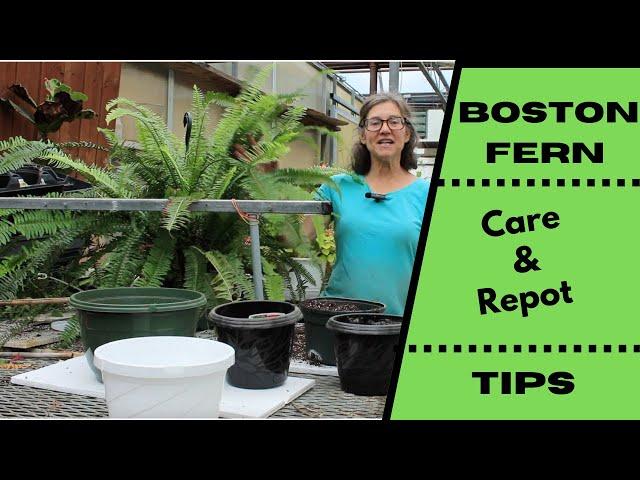 Boston Fern Care and Repot Tips