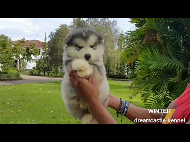 Baby Male Alaskan Malamute "Dreamcastle Tender In The Winter"