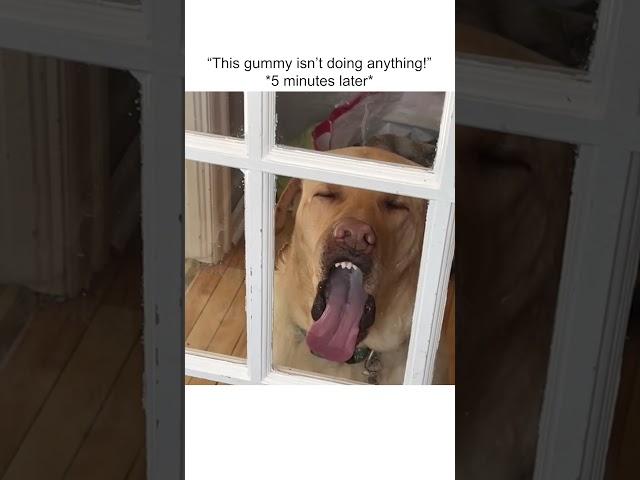 Hilarious Dog Licks Window in WEIRDEST Way Possible!