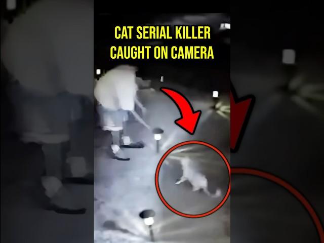 WATCH: Police Chief's Son Caught Killing Cats #crime #shorts #cctv