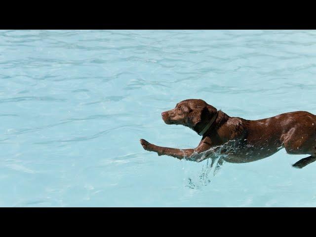 Training Tips for Portuguese Water Dogs