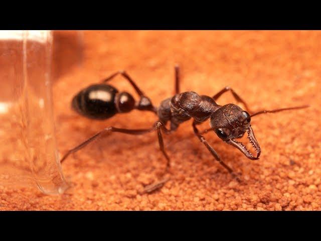 How to Build an Ant Nest | Tubs & Tubes