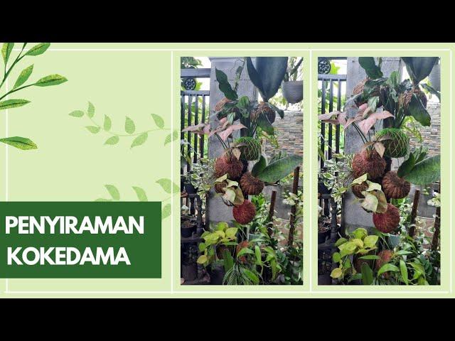 Cara yang Tepat untuk Menyiram Kokedama | Koleksi Kokedama Mami Amel