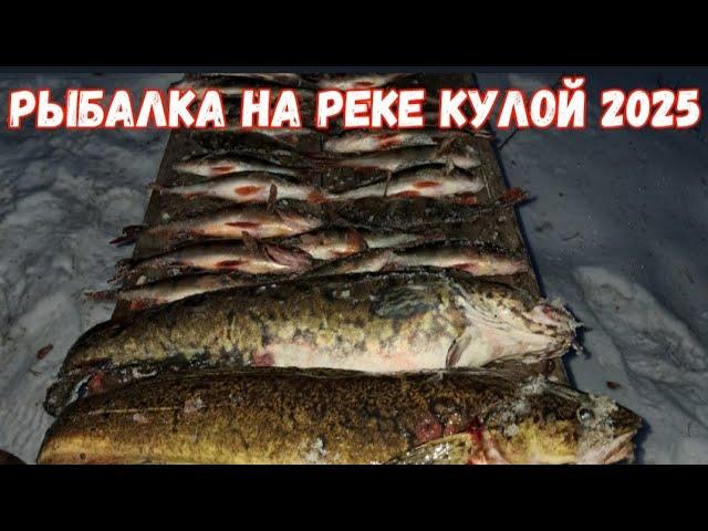 ЗИМНЯЯ РЫБАЛКА НА ЖЕРЛИЦЫ.  РЕКА КУЛОЙ 2025.