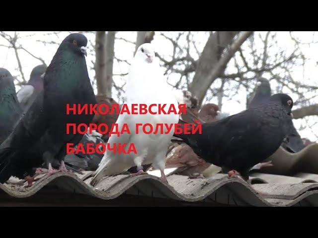 НИКОЛАЕВСКИЕ ГОЛУБИ /pigeons/ НИКОЛАЕВСКАЯ БАБОЧКА ВОВЫ КЕРЧЕНСКОГО. +7(978) 820 81 45