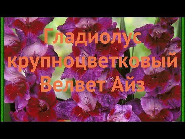 Гладиолус крупноцветковый Велвет Айз (gladiolus)  обзор: как сажать, луковицы гладиолуса Велвет Айз