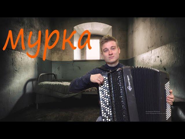 МУРКА НА БАЯНЕ