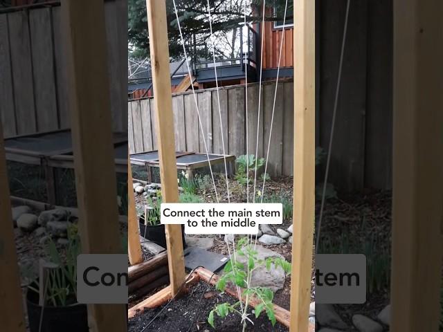 My UPDATED Tomato Trellis for 2023! #tomatotrellis #tomatotips #growingtomatoes #gardentrellis
