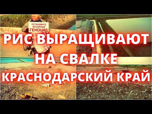 Экологическая катастрофа в Краснодарском крае в Полтавской выращивают рис на мусорной свалке