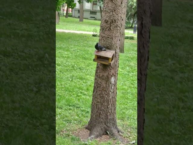 Смертельная схватка белки и голубя. смотреть до конца! Я в шоке. #белка #голубь #минск #беларусь #
