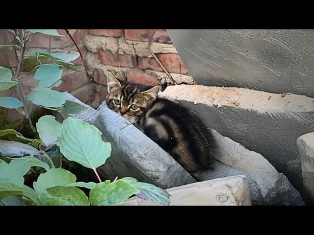 stray cat, hiding in a corner, could no longer groom itself after losing its front paws and tail.