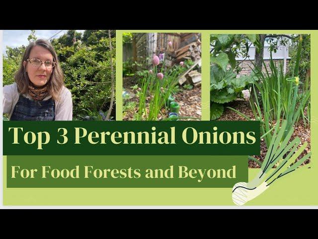 Top 3 Perennial Onions for Food Forests and Resilient Gardens