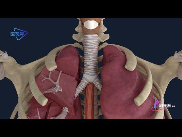 Which of the trachea or bronchi is easy to fall into a foreign body/【人体解剖】：气管与支气管，哪只易坠入异物？