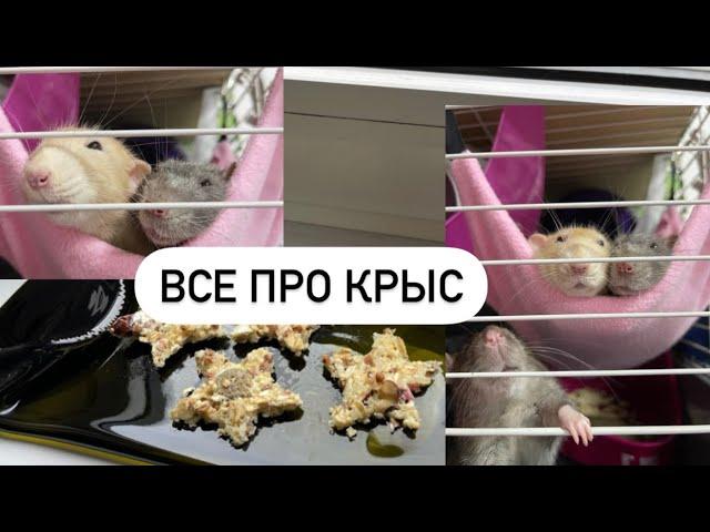 Уборка, Зоотовары, Рецепт вкусняшки, Fix price - для крыс 