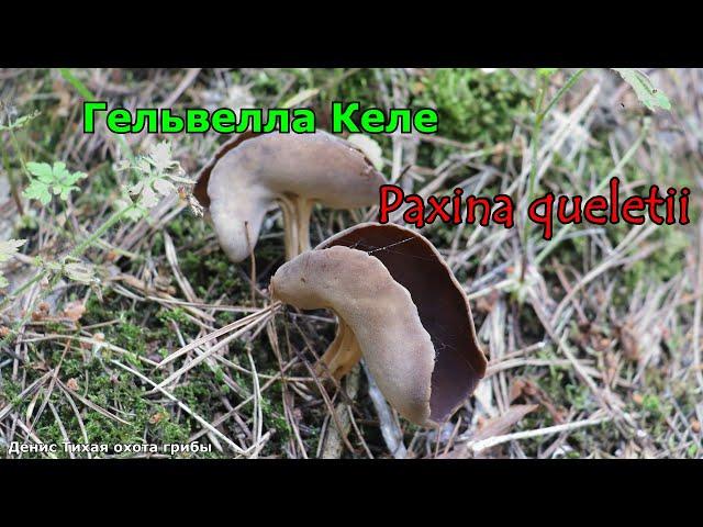 Гельвелла Келе | Paxina queletii (Helvella queletii)