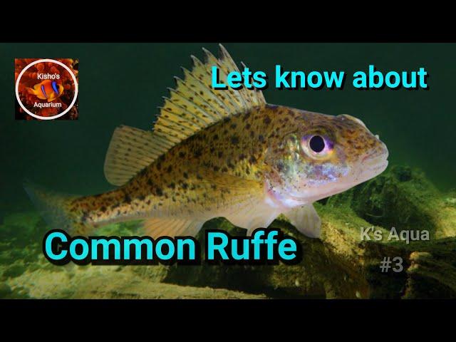 Common Ruffe | Fish Documentary