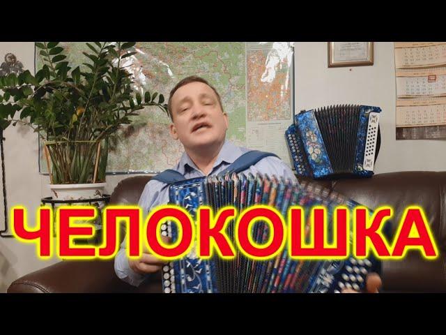 ЧЕЛОКОШКА