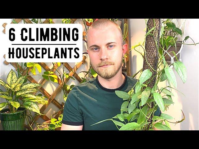 6 Excellent Climbing Houseplants