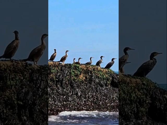 Seabird Family!  #shorts #seabird #sea #bird