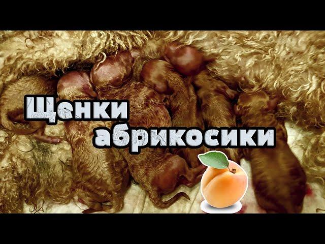 Вот они какие - щенки пуделя. Пуделята абрикосового цвета.