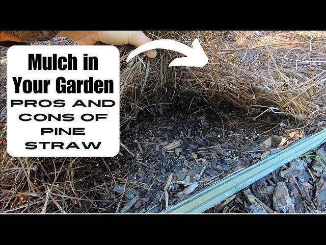 Different Types of Mulch & Pros and Cons of Pine Straw in your Garden