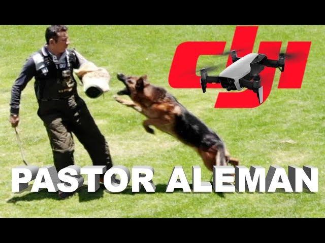 El pastor alemán, mascota y seguridad al mismo tiempo. Entrevista