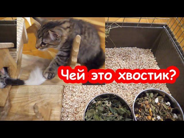 Уборка у шиншилл. Вредные котята