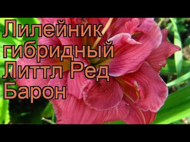 Лилейник гибридный Литтл Ред Барон  обзор: как сажать, рассада лилейника Литтл Ред Барон