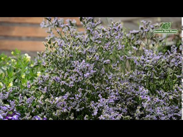 Limonium britannicum - Alpines and Small Plants - Kernock Park Plants 2021 Introductions