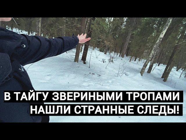 В ТАЙГУ ЗВЕРИНЫМИ ТРОПАМИ. НАШЛИ СТРАННЫЕ СЛЕДЫ!