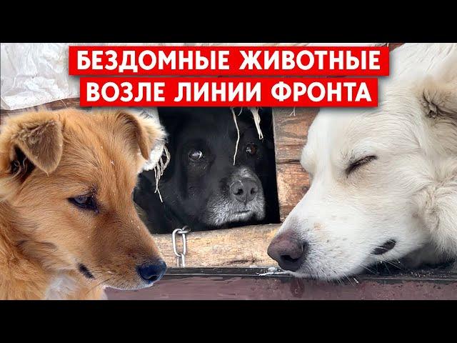 В Лиман и Святогорск привезли корм для бездомных животных. Жизнь вдоль линии фронта