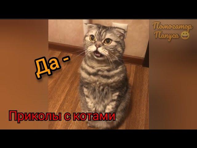 СМЕШНЫЕ КОТЫ 2021 И ДРУГИЕ ЖИВОТНЫЕ / ЛУЧШИЕ ПРИКОЛЫ С КОТАМИ 