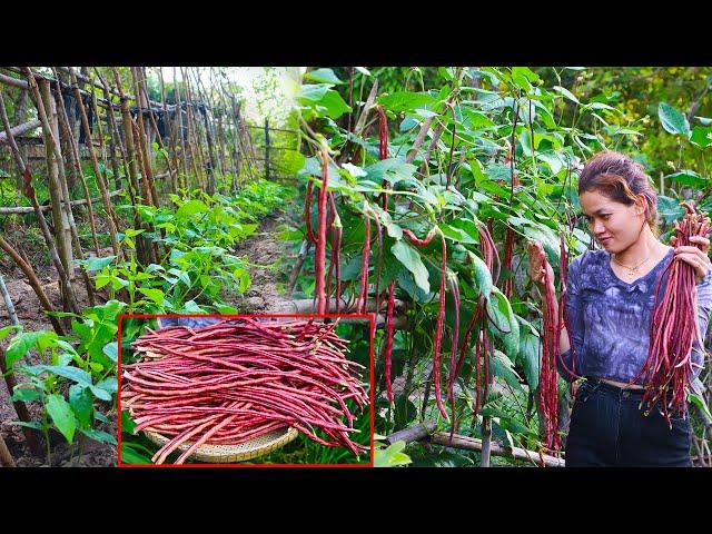 Growing Long Beans from Seeds at Home / Easy for Beginners