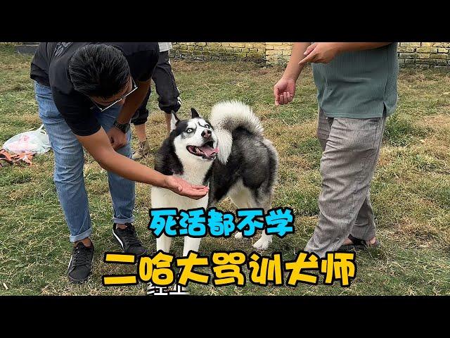 訓犬師給二哈上課，厭學二哈卻對人家破口大罵，老師都快被罵哭了【马桶的逗比狗生】