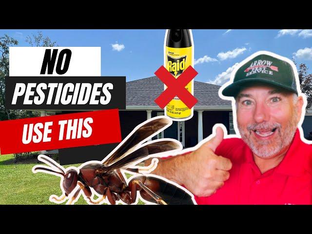 SAVE $150 by using this DIY WASP KILLER! KILLS Instantly!