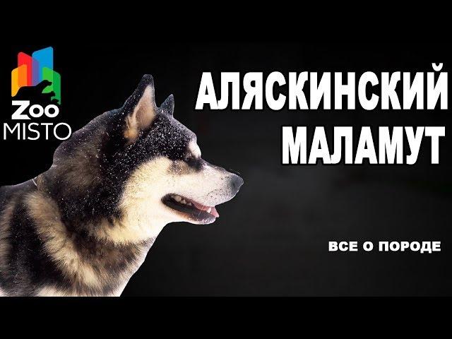 Аляскинский маламут - Все о породе собаки | Собака породы аляскинский маламут