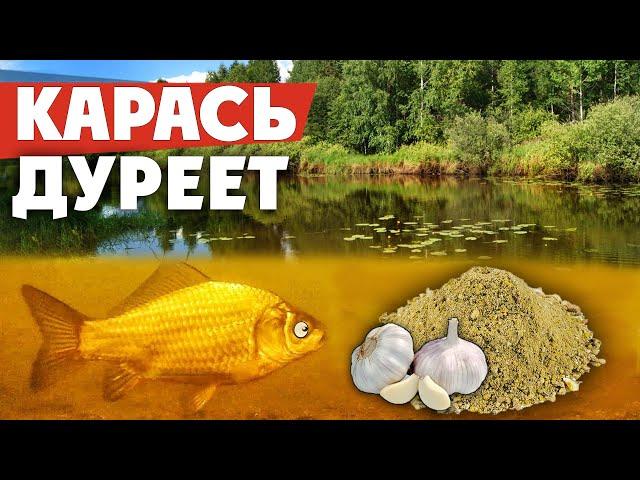 Убойная прикормка на КАРАСЯ! Как приготовить супер чесночную прикормку своими руками?