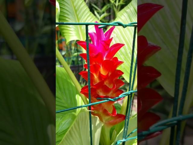 Orange Torch Ginger Time-Lapse🫚 #Shorts