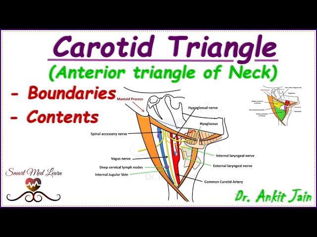 Carotid triangle of neck/ Anatomy /Simplified - Boundaries & contents/Anterior triangle of neck