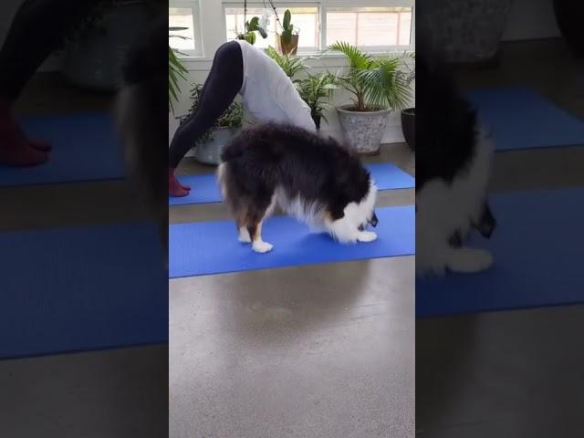 The most adorable yoga buddy ️ 