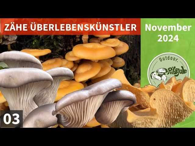 PILZE… ZÄHE ÜBERLEBENSKÜNSTLER | Austernseitling &   Verwechslung | Stockschwämmchen & Erstfund