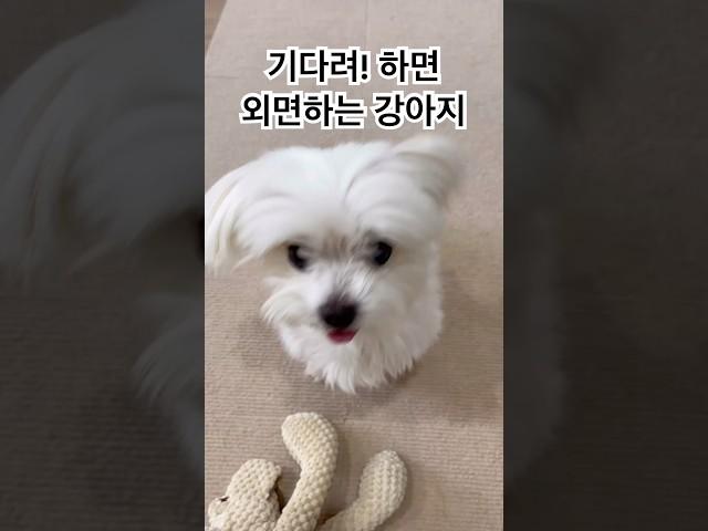 간식을 주면 외면하고 기다리는 멍르신