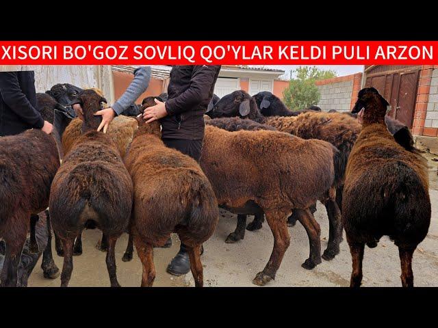 XISORI BO'GOZ SOVLIQ QO'YLAR KELDI QISIR QO'YNI NARXIDA SHOSHILIG BUNAQA NARXDA TOPOLMAYSIZ