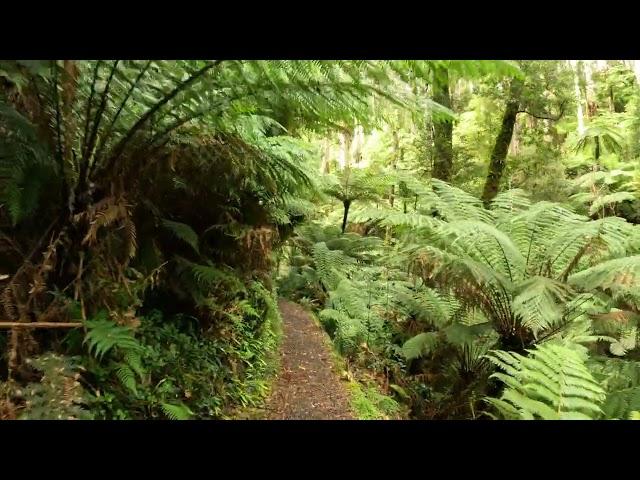 Walking In Tarra Valley, Balook, Victoria, Australia - Cyathea Falls, Tarra Falls [4K] [3D Sound]