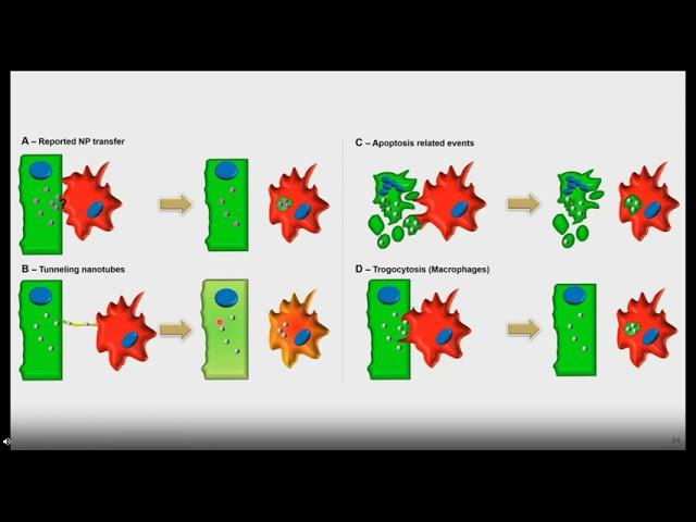 High Resolution Imaging of Zebrafish at Nano and Millimeter Scale