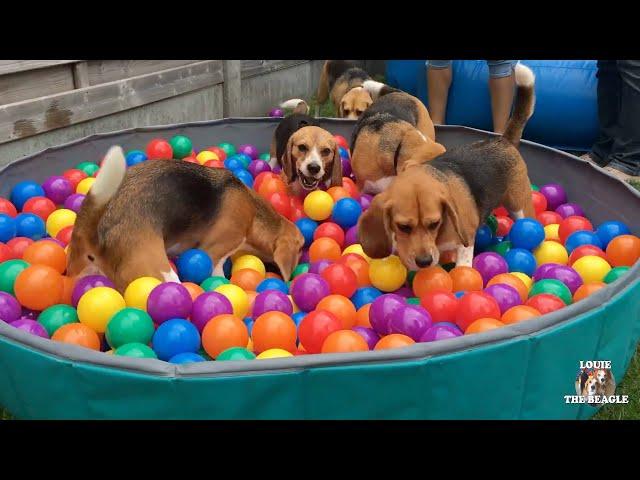 TOP 10 Beagle Dog Parties Ft. Louie & Marie