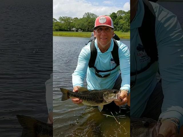 the Backyard Bass of South Florida #flyfishing #bassfishing #shorts