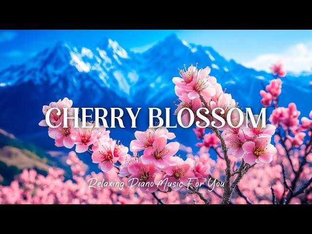 Immerse Yourself In The Melodious Piano Music, All Your Worries Will Disappear | Cherry Blossom 