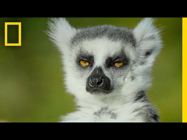 Adorable Lemurs Roam Free on This Ancient Island | Short Film Showcase